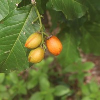 Bunchosia armeniaca (Cav.) DC.